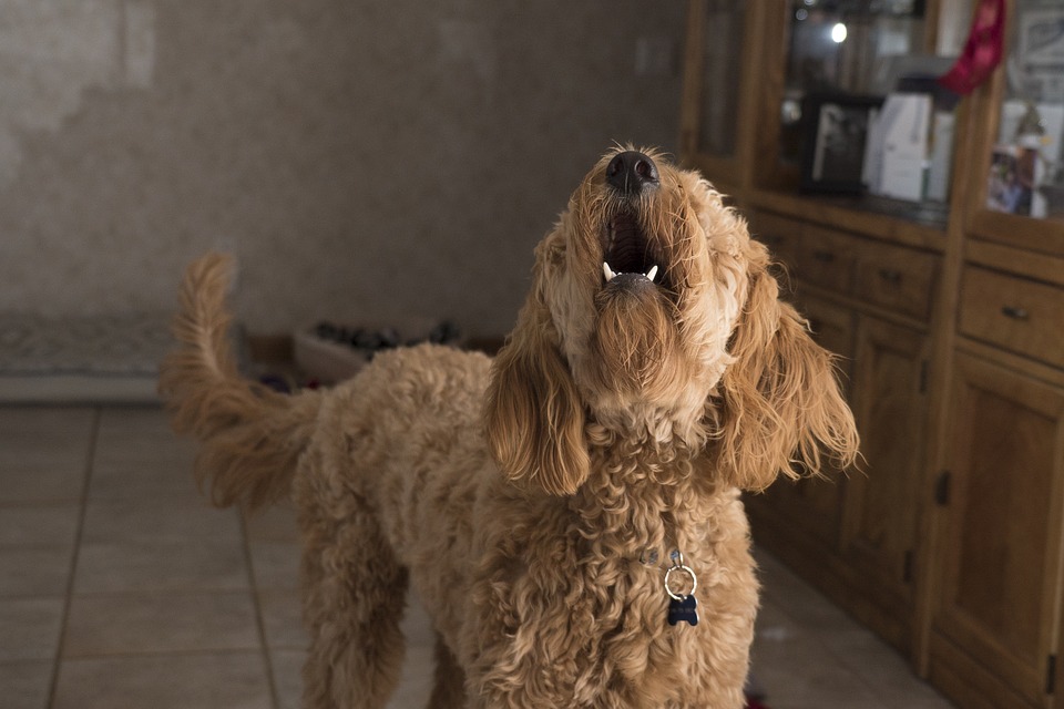 Characteristics of a Dog With Nervous Aggression